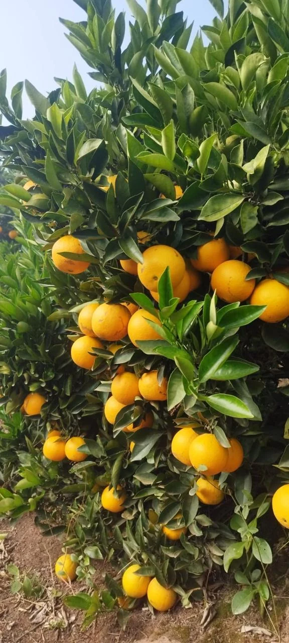 Cítricos no pomar