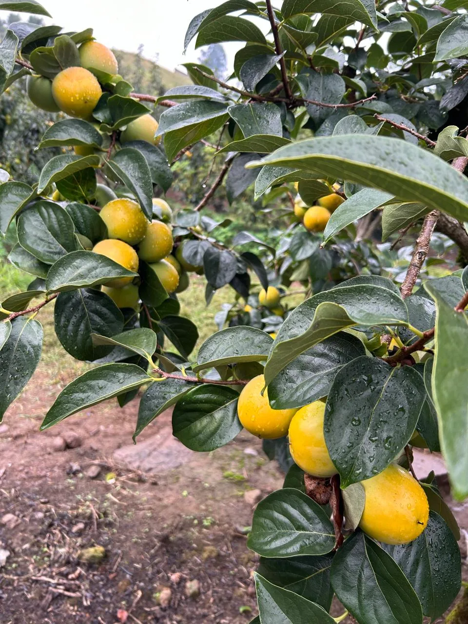 Frutas cítricas no pomar